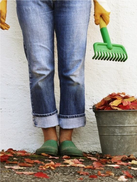 Fall Clean up