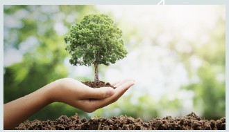 tree sapling giveaway